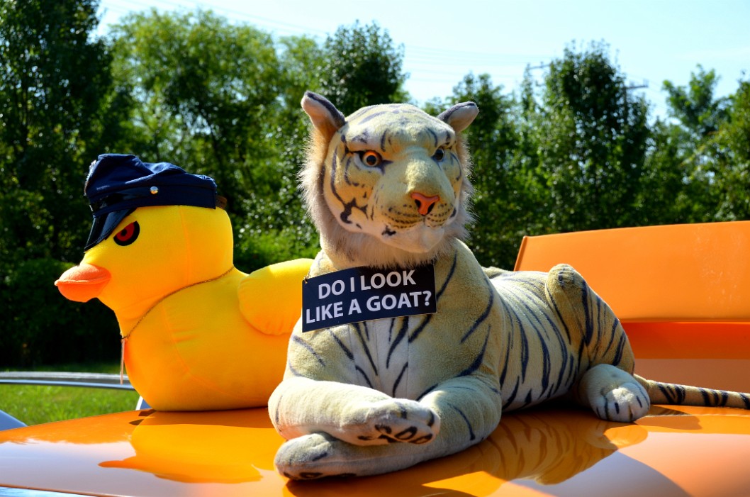 Cop Duck and Tiger That is Not a Goat Cop Duck and Tiger That is Not a Goat