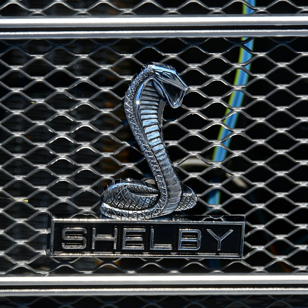 Shelby on the Grille