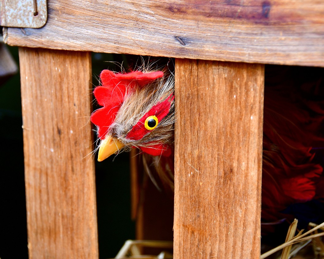 Peeking Chicken