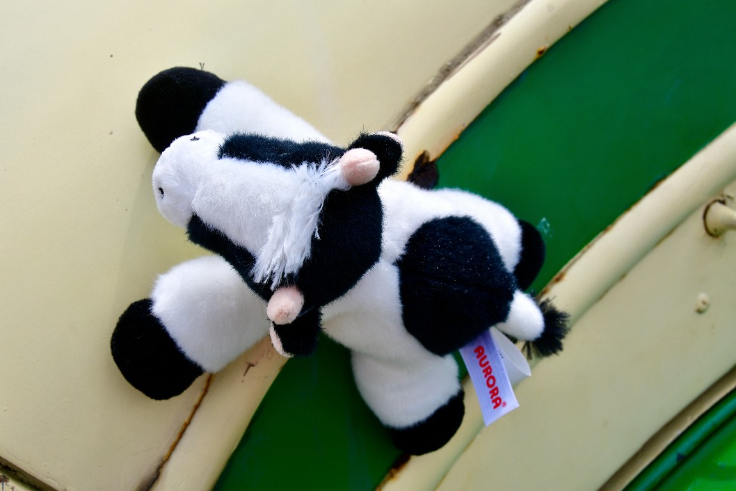 Clinging Cow
