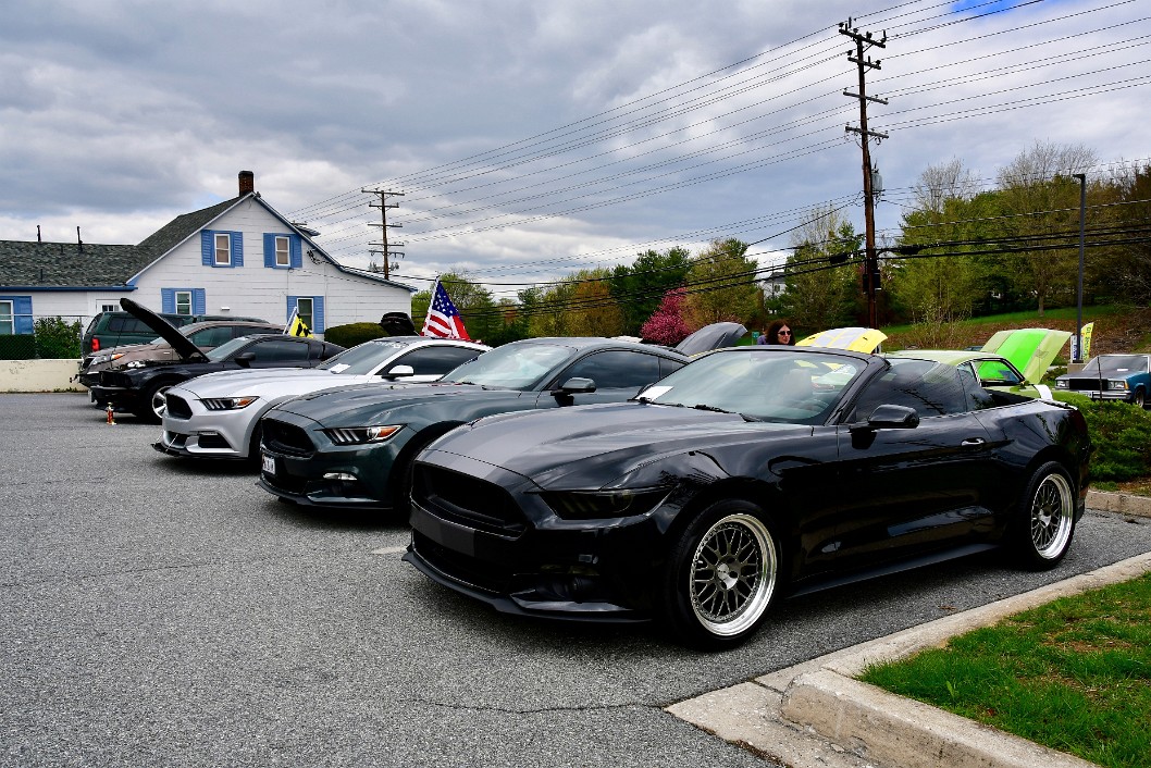 Mustangs Grouped