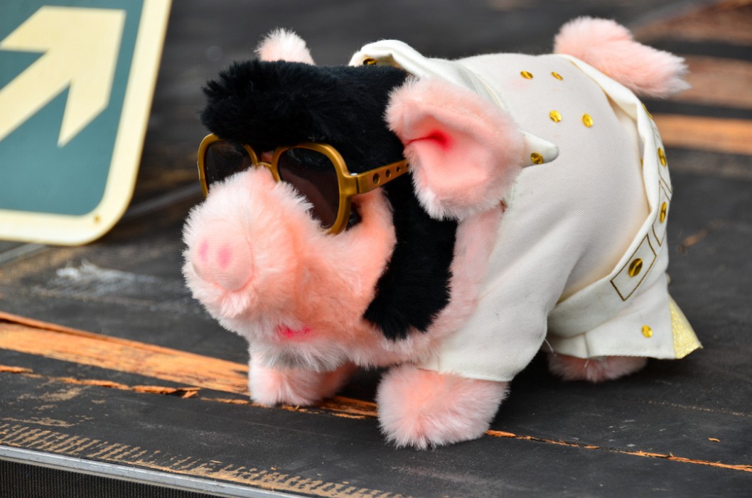 Elvis Pig Elvis Pig