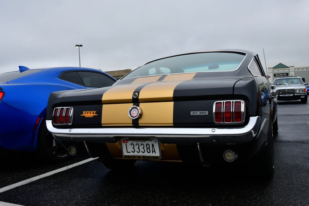 Double Gold Stripes From the Rear
