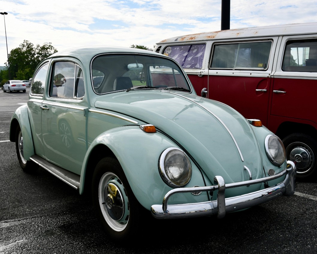 Lovely Beetle Color