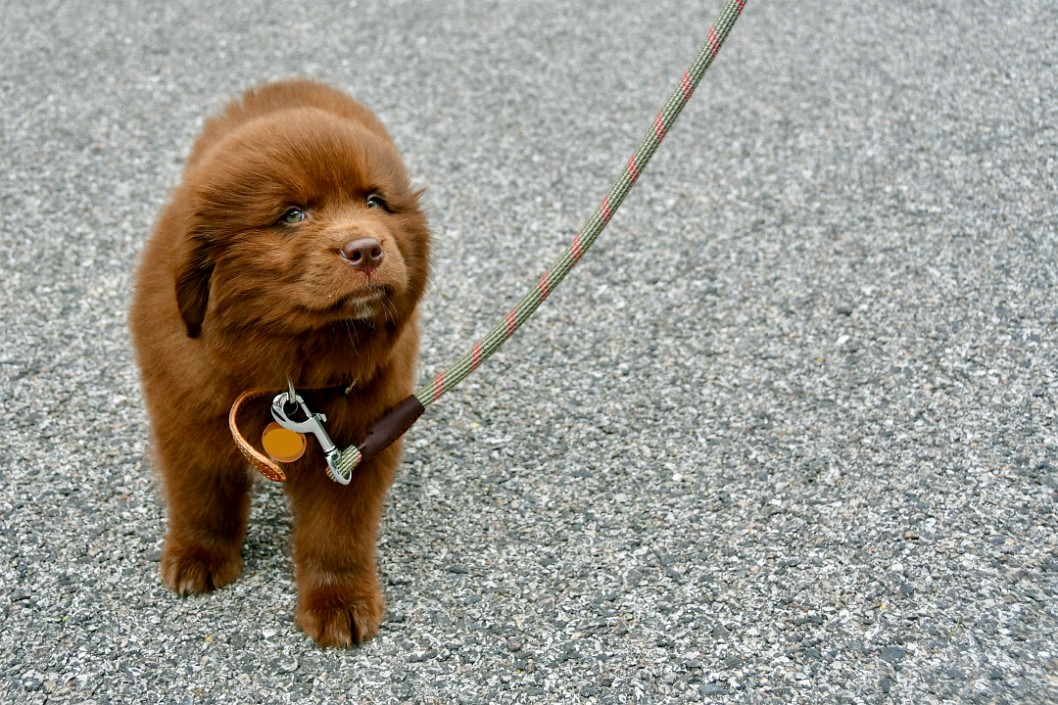 Fluffy Brown Newfoundland Puppy