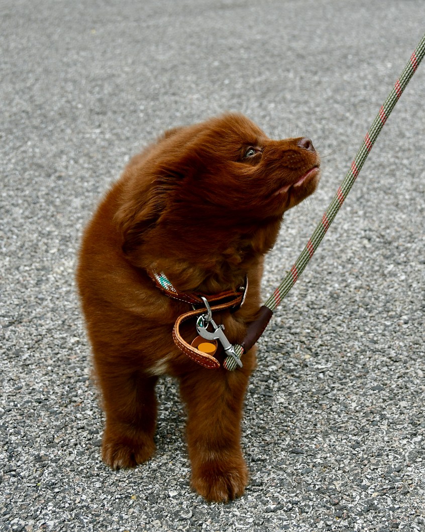 Fur Swept Face