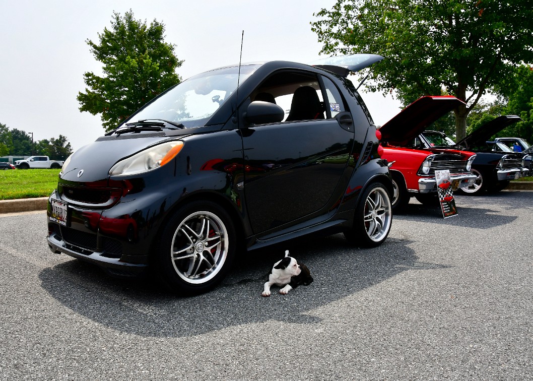 Puppy and Hot Smart Car