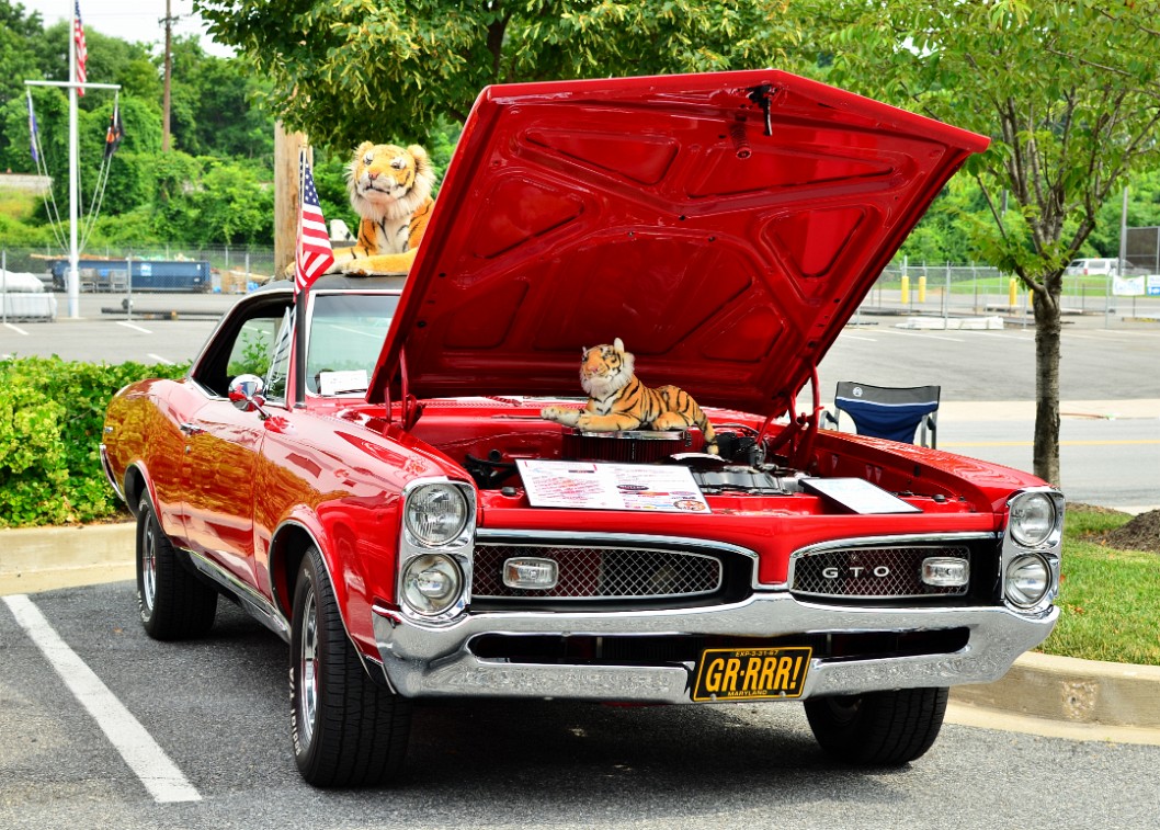 1967 Pontiac GTO Taken Over By Tigers 1967 Pontiac GTO Taken Over By Tigers