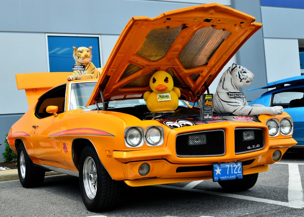 1971 Pontiac GTO Covered in Cats and a Duck 1971 Pontiac GTO Covered in Cats and a Duck