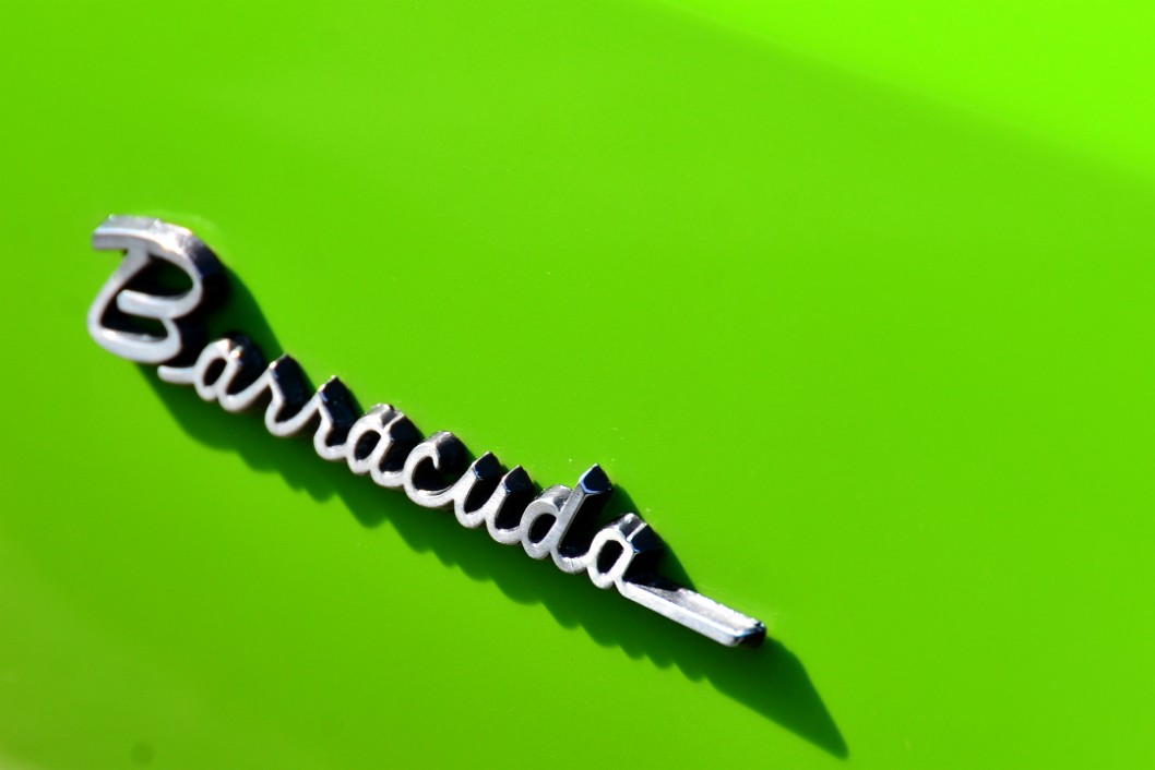 Barracuda Casting a Shadow Barracuda Casting a Shadow