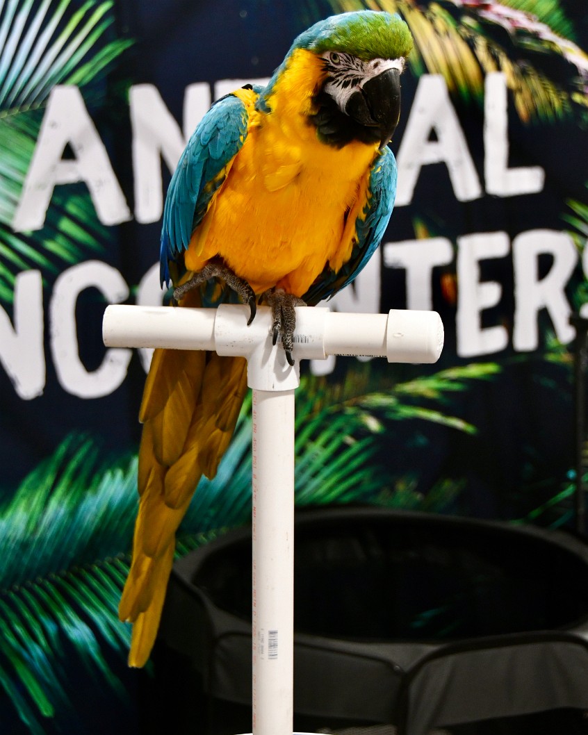 Blue and Gold Macaw Raising a Foot
